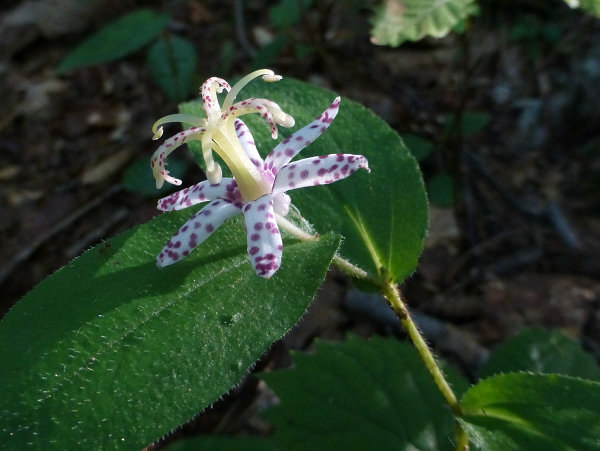 c0081645_15274922.jpg
