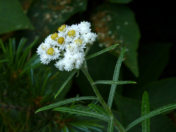 c0081645_1539196.jpg