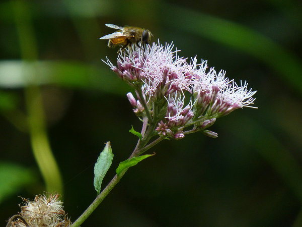 c0081645_15503233.jpg
