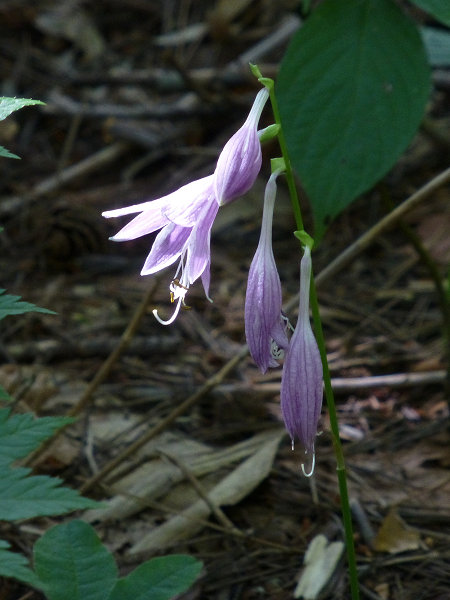 c0081645_15505942.jpg