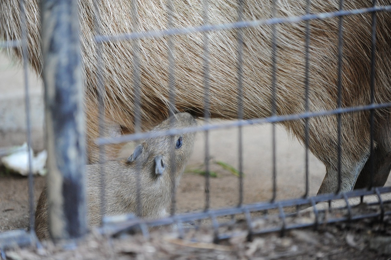 カピバラの赤ちゃん_a0142056_17353837.jpg