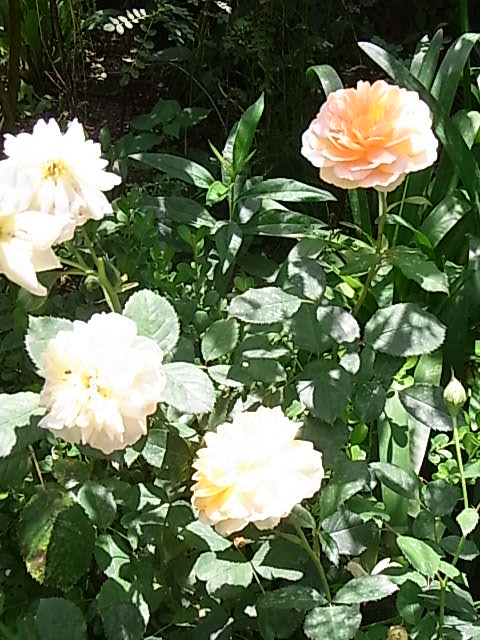 バラとフロックス 花魁草の庭 花のある暮らし