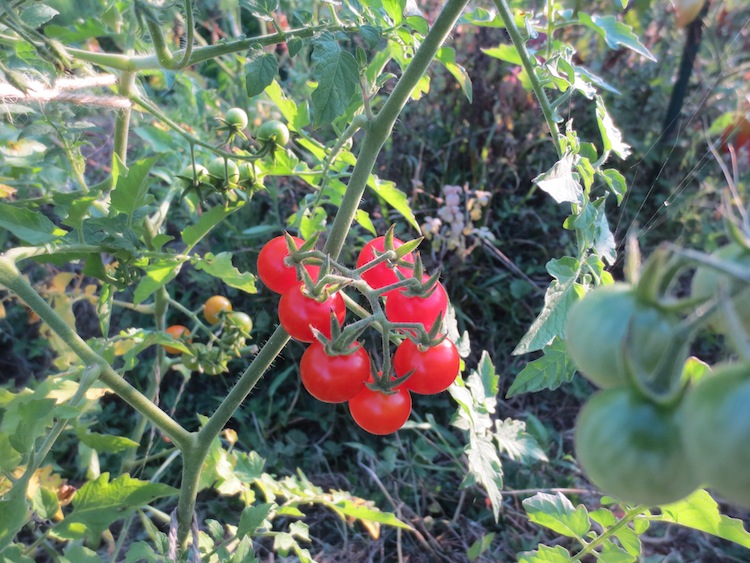 トマトの収穫_d0231263_231265.jpg