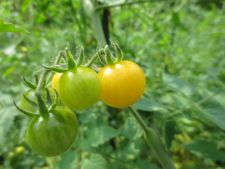 トマトの収穫_d0231263_2324142.jpg