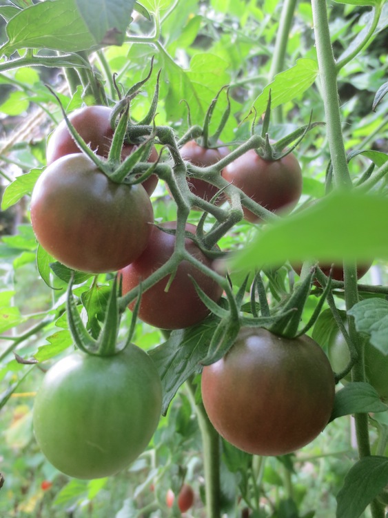 トマトの収穫_d0231263_2331185.jpg