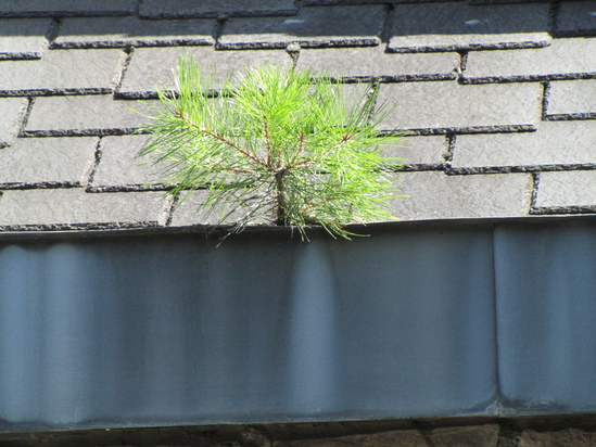 f0096067_14384.jpg
