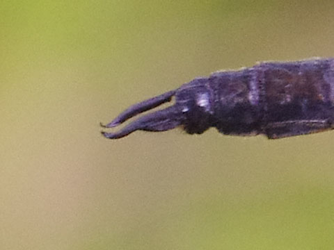 高標高地のトンボ_e0167571_22514848.jpg