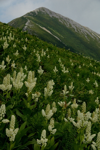 山の記録２０１３：爺ヶ岳（２６７０ｍ）その３_f0049074_22451654.jpg