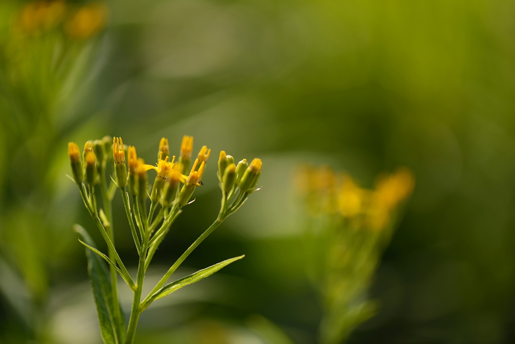 覚満淵の草花_b0260378_96383.jpg