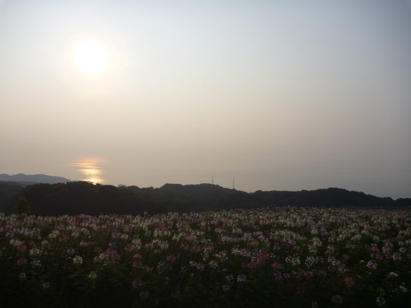 夏の淡路島・花さじきは多種の花が咲いていてとてもあざやか！_e0138081_8522473.jpg