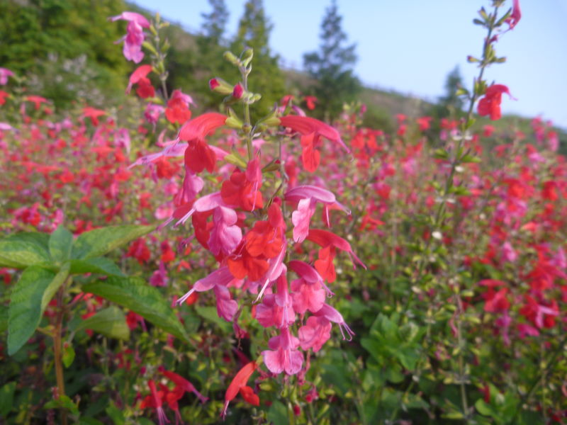 夏の淡路島・花さじきは多種の花が咲いていてとてもあざやか！_e0138081_859012.jpg