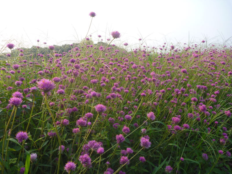 夏の淡路島・花さじきは多種の花が咲いていてとてもあざやか！_e0138081_8592044.jpg