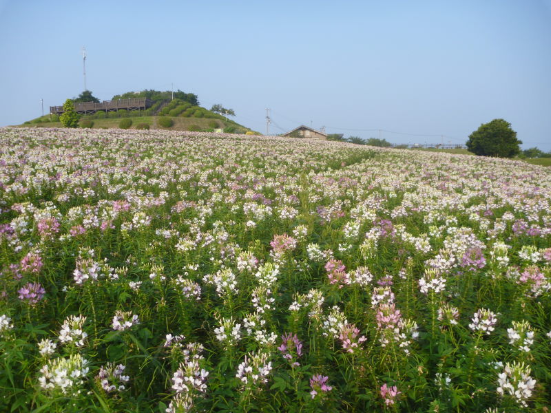 夏の淡路島・花さじきは多種の花が咲いていてとてもあざやか！_e0138081_94131.jpg
