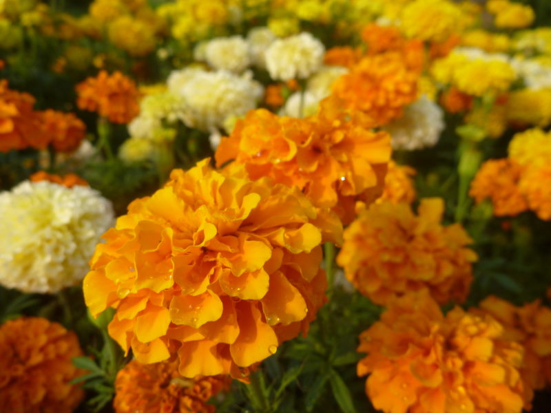 夏の淡路島・花さじきは多種の花が咲いていてとてもあざやか！_e0138081_9771.jpg