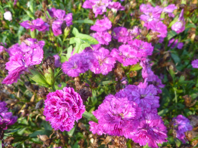 夏の淡路島・花さじきは多種の花が咲いていてとてもあざやか！_e0138081_992217.jpg