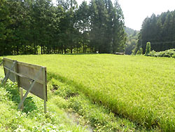 8月19日の田んぼ(月光原小・西根小)_d0247484_14511136.jpg