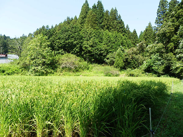 8月19日の田んぼ(月光原小・西根小)_d0247484_1456012.jpg