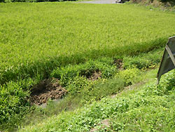 8月19日の田んぼ(月光原小・西根小)_d0247484_14563927.jpg