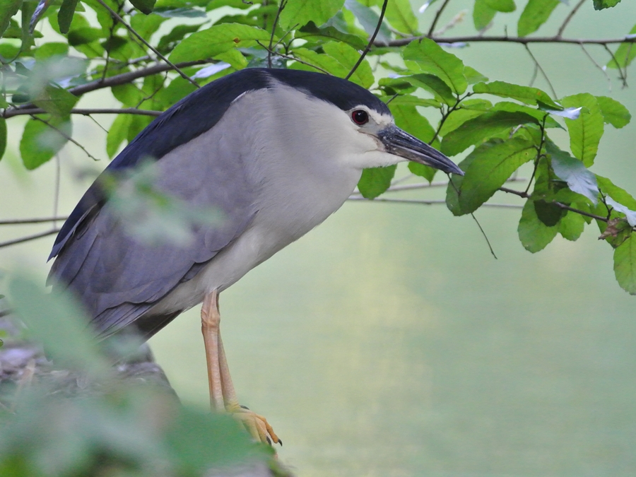 「ただ待つのみです」　ゴイサギ（五位鷺）/lack-crowned night heron_a0223993_0485918.jpg