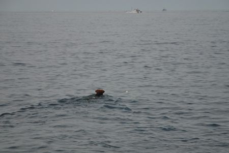 真夏の湘南で〜〜♪（その１、海遊び）_a0218499_1210216.jpg