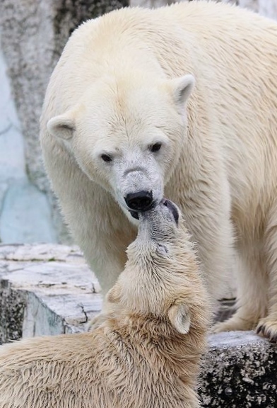 ホッキョクグマの双子の命名式_c0155902_1811145.jpg