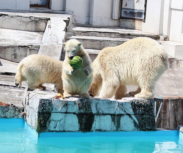 ホッキョクグマの双子の命名式_c0155902_18113449.jpg