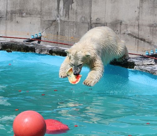 ホッキョクグマの双子の命名式_c0155902_18122621.jpg