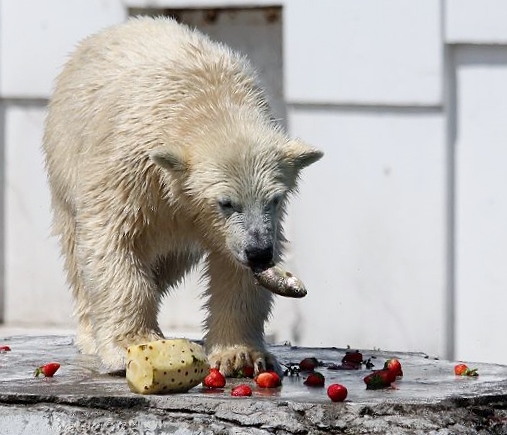 ホッキョクグマの双子の命名式_c0155902_1812387.jpg