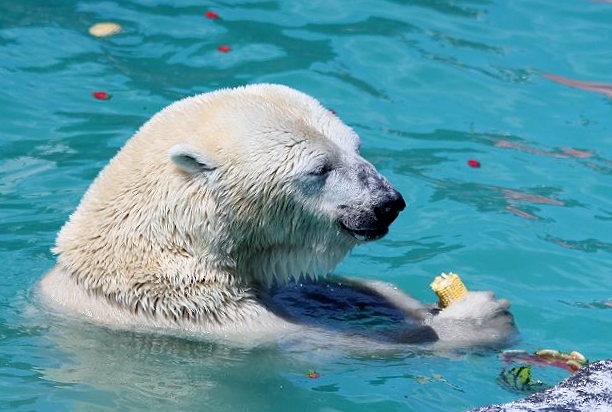 ホッキョクグマの双子の命名式_c0155902_1812993.jpg