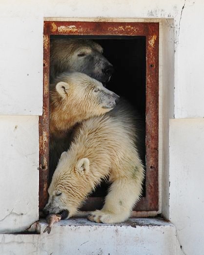 ホッキョクグマの双子の命名式_c0155902_18145367.jpg