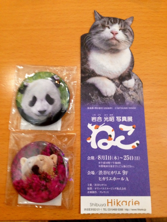 ネコ 科 って かわいいなぁ Paradizoo 動物園って 楽しいね