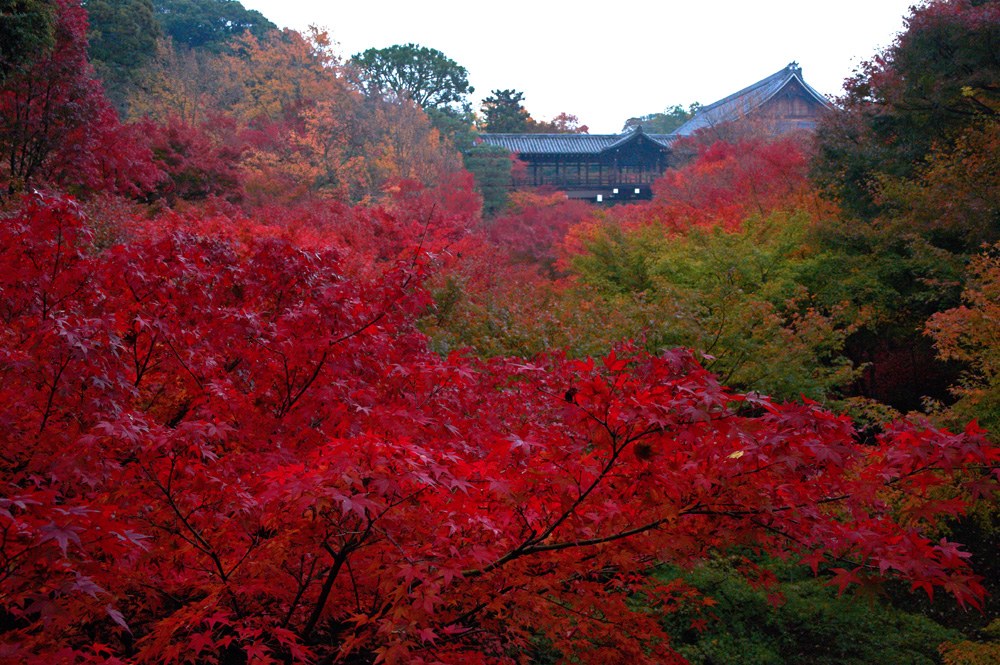 紅葉点描_b0221605_1522895.jpg