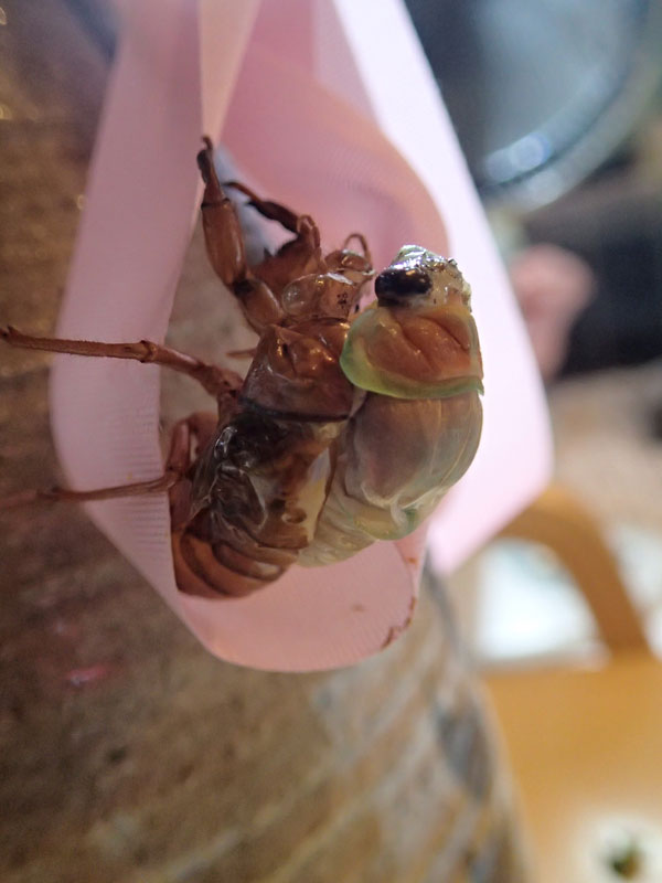 羽化しかけたセミにハチが 昆虫ブログ むし探検広場
