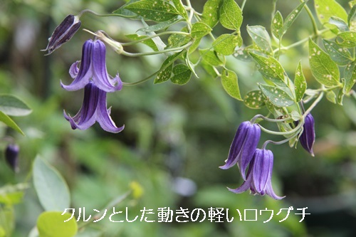 a0067720_21412459.jpg