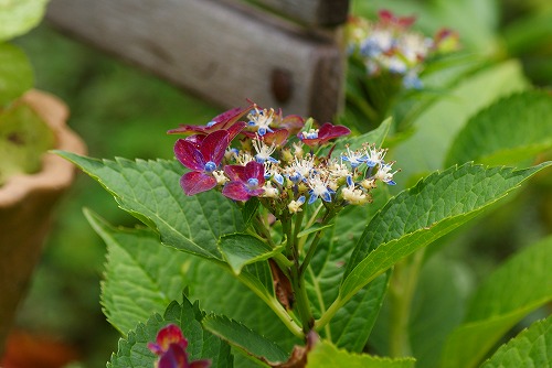 f0170524_913430.jpg