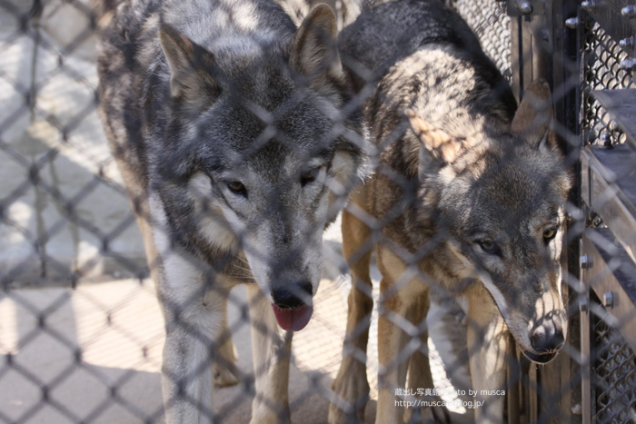 東山の新獣舎_b0024125_16104959.jpg