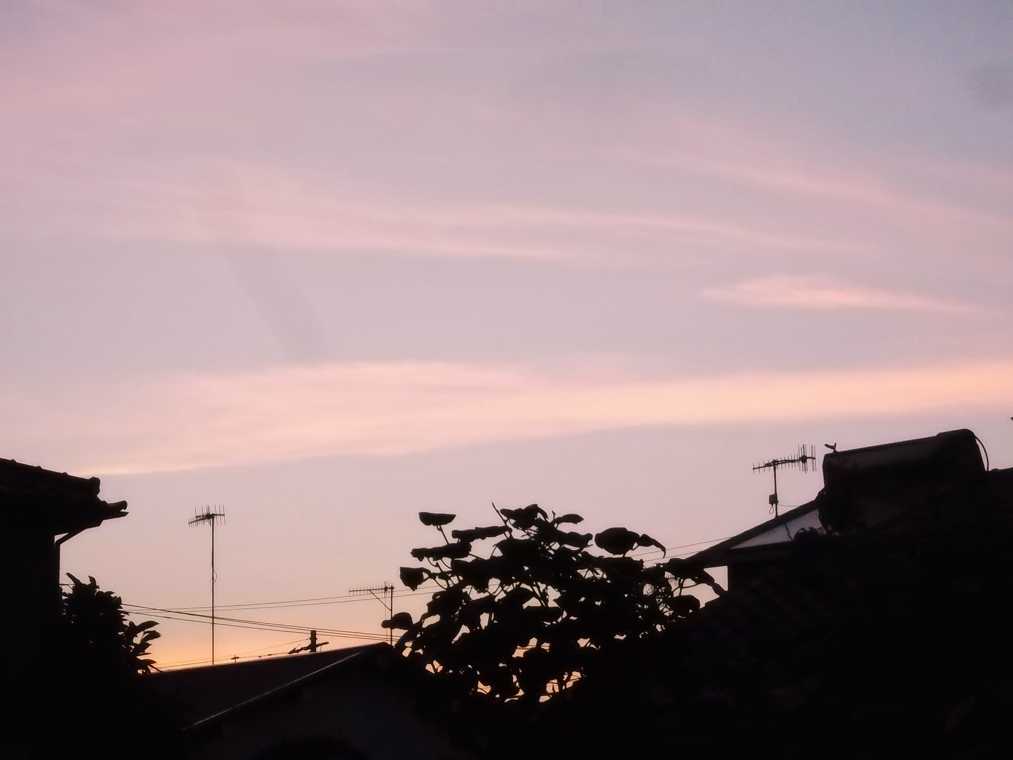 満月だ...さつまいもは?_b0137932_5242345.jpg