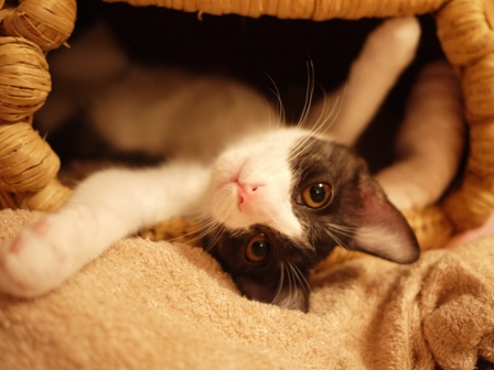 はぐはぐもふもふ猫 みるきぃ編。_a0143140_2046217.jpg