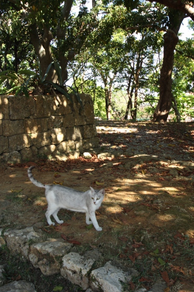 沖縄の猫たち_e0227942_21562632.jpg