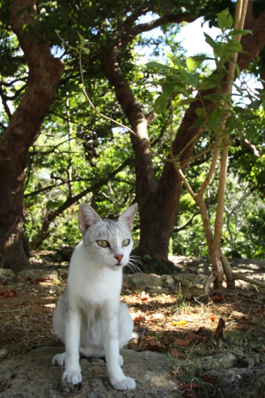 沖縄の猫たち_e0227942_21583085.jpg