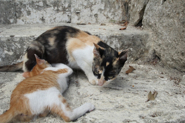 沖縄の猫たち_e0227942_22354.jpg