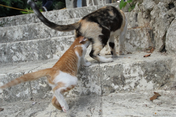 沖縄の猫たち_e0227942_226519.jpg