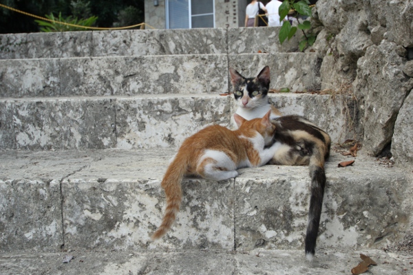 沖縄の猫たち_e0227942_2271477.jpg