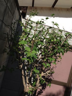 低周波音症候群は落ち込みやすい??_c0185356_18183746.jpg