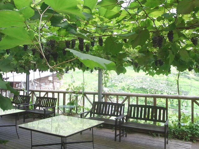 COCO FARM&WINERY_b0189667_0141982.jpg