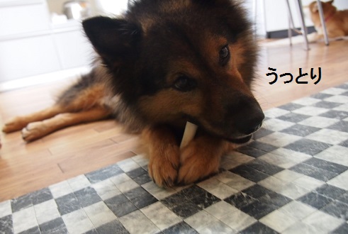 エコな犬、清太郎_f0253473_23532552.jpg