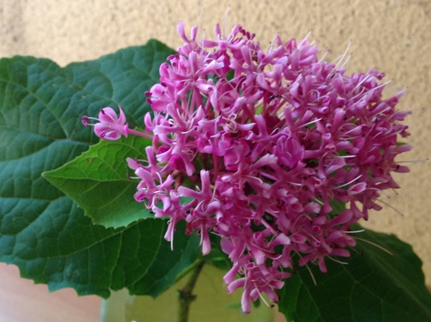 臭い花 8月日 野の花暮らし 臭い花 8月日 野の花暮らし