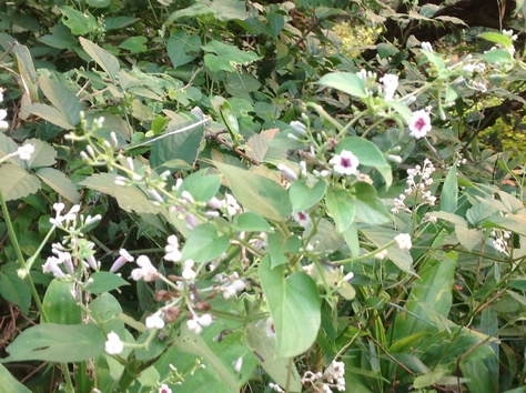 臭い花 8月日 野の花暮らし 臭い花 8月日 野の花暮らし