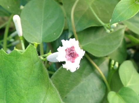 臭い花 8月日 野の花暮らし