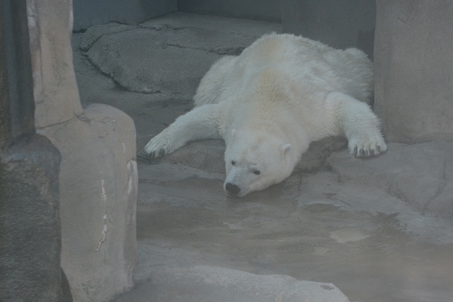 ２０１３年８月　王子動物園 その１_a0052986_7194863.jpg